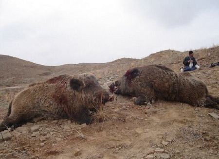  پدیده گرازخوری,اخبار اجتماعی ,خبرهای اجتماعی 