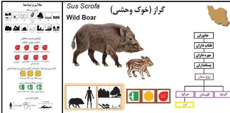  پدیده گرازخوری,اخبار اجتماعی ,خبرهای اجتماعی 