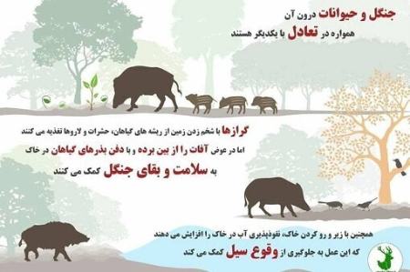  پدیده گرازخوری,اخبار اجتماعی ,خبرهای اجتماعی 