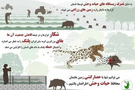  پدیده گرازخوری,اخبار اجتماعی ,خبرهای اجتماعی 