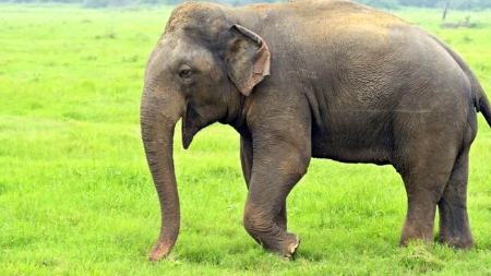 فیل گرمازده در تایلند،اخبار گوناگون،خبرهای گوناگون