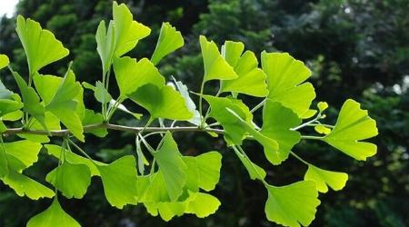 فسیل زنده گیاهی،اخبار علمی،خبرهای علمی فسیل زنده گیاهی،اخبار علمی،خبرهای علمی