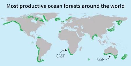 جنگل‌هایی بزرگتر از آمازون در زیر اقیانوس،اخبار علمی،خبرهای علمی