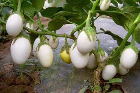 درخت تخم مرغ،اخبارگوناگون,خبرهای گوناگون درخت تخم مرغ,اخبارگوناگون,خبرهای گوناگون
