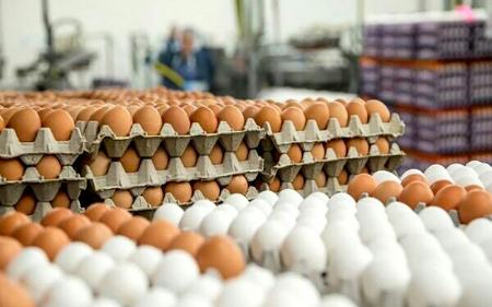 قیمت تخم مرغ،اخباراقتصادی ،خبرهای اقتصادی قیمت تخم مرغ ,اخباراقتصادی ,خبرهای اقتصادی
