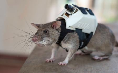     موش‌ها با کوله‌پشتی‌,اخبار علمی ,خبرهای علمی 