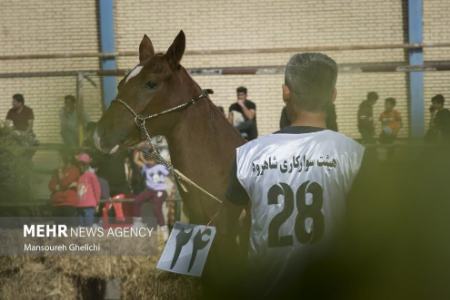  اسب اصیل ترکمنی,اخبار اجتماعی ,خبرهای اجتماعی 
