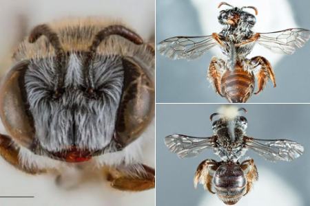 زنبور،اخبار علمی،خبرهای علمی