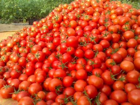 قیمت گوجه،اخبار اقتصادی،خبرهای اقتصادی