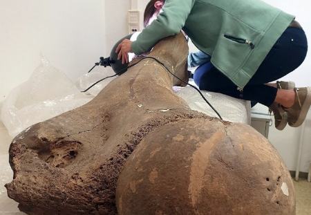 راز استخوان‌های غول‌آسای ۱۲۵ هزار ساله،اخبار ورزشی،خبرهای ورزشی