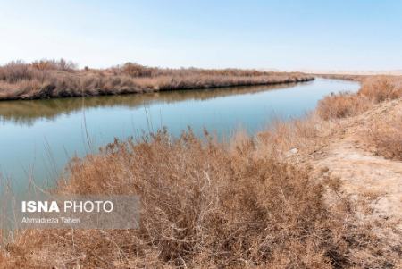  گاو خونی ,اخبار اجتماعی ,خبرهای اجتماعی 