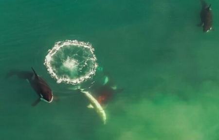 کوسه سفید ،اخبارگوناگون,خبرهای گوناگون کوسه سفید,اخبارگوناگون,خبرهای گوناگون