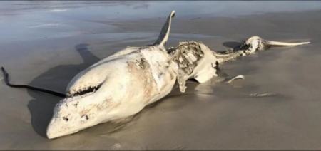 کوسه سفید ،اخبارگوناگون,خبرهای گوناگون کوسه سفید,اخبارگوناگون,خبرهای گوناگون