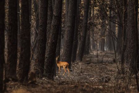 عکسهای جالب,عکسهای جذاب,  آتش سوزی جنگلی 