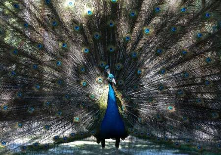 عکسهای جالب,عکسهای جذاب,طاووس  