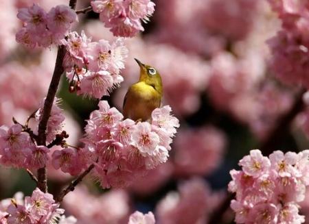 عکسهای جالب,عکسهای جذاب,شکوفه های زودرس گیلاس 