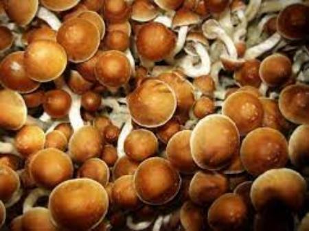 قارچ جادویی ،اخبار پزشکی ،خبرهای پزشکی قارچ جادویی,اخبار پزشکی ,خبرهای پزشکی