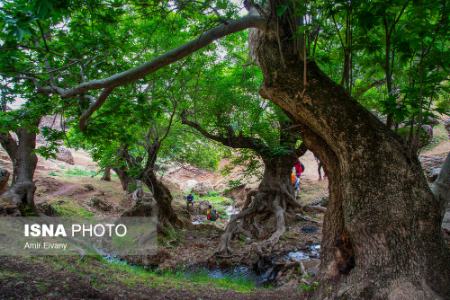  لرستان ,اخبارگوناگون,خبرهای گوناگون 