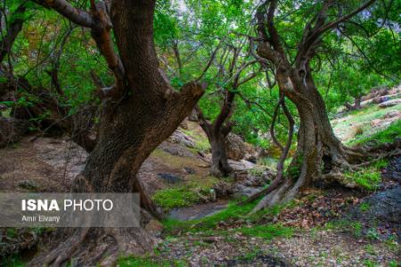  لرستان ,اخبارگوناگون,خبرهای گوناگون 