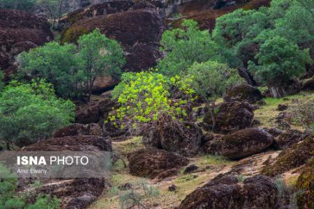  لرستان ,اخبارگوناگون,خبرهای گوناگون 