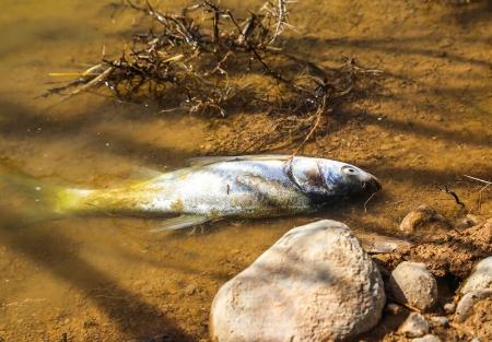 مرگ ماهیان بند عبدلآباد بجنورد،اخبار اجتماعی،خبرهای اجتماعی مرگ ماهیان بند عبدلآباد بجنورد،اخبار اجتماعی،خبرهای اجتماعی