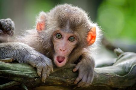  میمون‌ها,اخبار علمی ,خبرهای علمی 