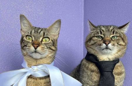 ازدواج دو گربه معروف فضای مجازی،اخبار گوناگون،خبرهای گوناگون