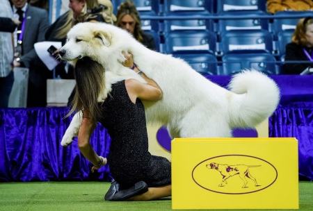 نمایشگاه سگ‌های خانگی 2023 در نیویورک،اخبار گوناگون،خبرهای گوناگون
