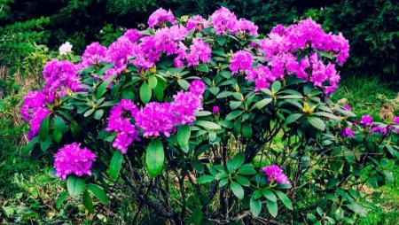 گیاهان مهاجم،اخبار گوناگون،خبرهای گوناگون گیاهان مهاجم،اخبار گوناگون،خبرهای گوناگون