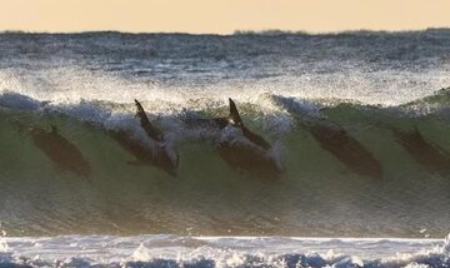 موج‌سواری گروهی دلفین‌ها ,اخبارگوناگون,خبرهای گوناگون 