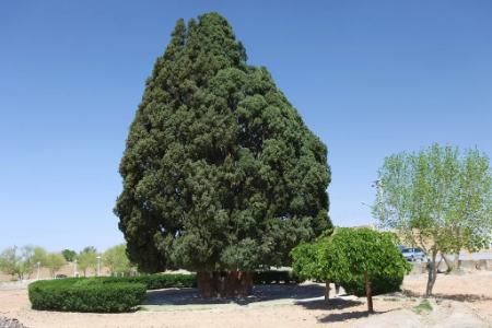 قدیمیترین موجود زنده در قاره آسیا،اخبارگوناگون,خبرهای گوناگون قدیمیترین موجود زنده در قاره آسیا,اخبارگوناگون,خبرهای گوناگون