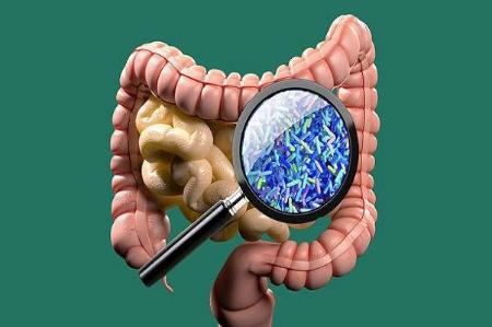 باکتری های روده,اخبار پزشکی ,خبرهای پزشکی
