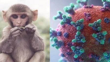  ویروس آبله میمونی ,اخبار پزشکی ,خبرهای پزشکی