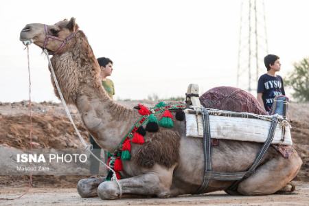 عکس خبری،مسابقات شترسواری در یزد عکس خبری،مسابقات شترسواری در یزد