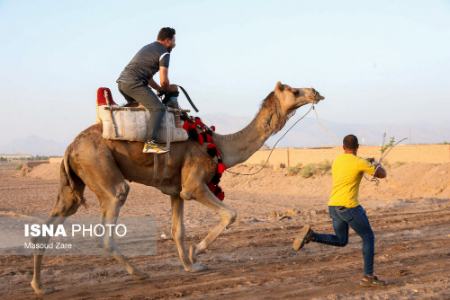 عکس خبری،مسابقات شترسواری در یزد عکس خبری،مسابقات شترسواری در یزد