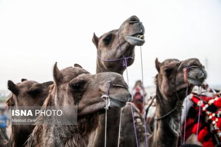 عکس خبری،مسابقات شترسواری در یزد عکس خبری،مسابقات شترسواری در یزد
