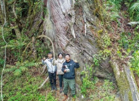 بلندترین درخت آسیا،اخبار گوناگون،خبرهای گوناگون بلندترین درخت آسیا،اخبار گوناگون،خبرهای گوناگون