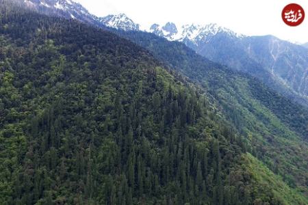 بلندترین درخت آسیا،اخبار گوناگون،خبرهای گوناگون بلندترین درخت آسیا،اخبار گوناگون،خبرهای گوناگون