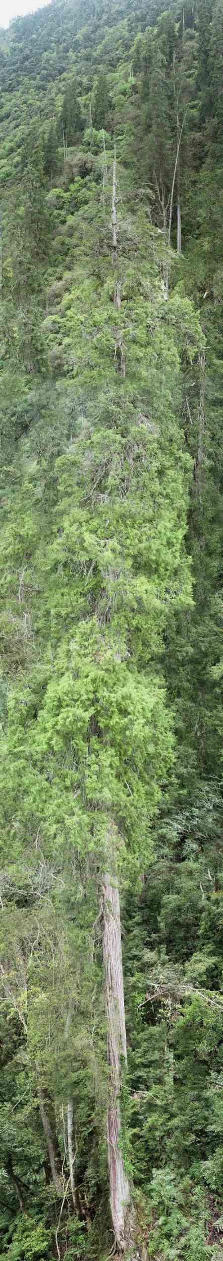 بلندترین درخت آسیا،اخبار گوناگون،خبرهای گوناگون بلندترین درخت آسیا،اخبار گوناگون،خبرهای گوناگون