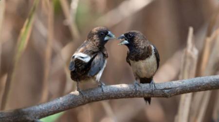 طلاق در میان پرندگان،اخبار علمی،خبرهای علمی