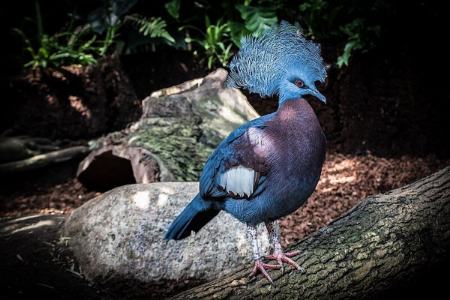 کبوتری به زیبایی‌ طاووس،اخبار گوناگون،خبرهای گوناگون