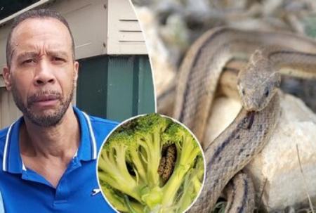 مار در کلم بروکلی،اخبار گوناگون،خبرهای گوناگون مار در کلم بروکلی،اخبار گوناگون،خبرهای گوناگون