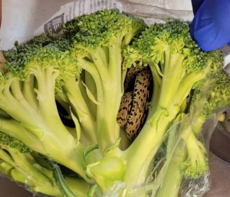 مار در کلم بروکلی،اخبار گوناگون،خبرهای گوناگون مار در کلم بروکلی،اخبار گوناگون،خبرهای گوناگون