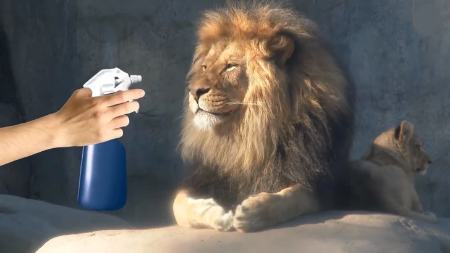 حیوانات ترسو،اخبار گوناگون،خبرهای گوناگون حیوانات ترسو،اخبار گوناگون،خبرهای گوناگون