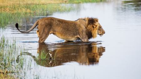 حیوانات ترسو،اخبار گوناگون،خبرهای گوناگون حیوانات ترسو،اخبار گوناگون،خبرهای گوناگون