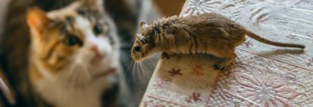 حیوانات ترسو،اخبار گوناگون،خبرهای گوناگون حیوانات ترسو،اخبار گوناگون،خبرهای گوناگون