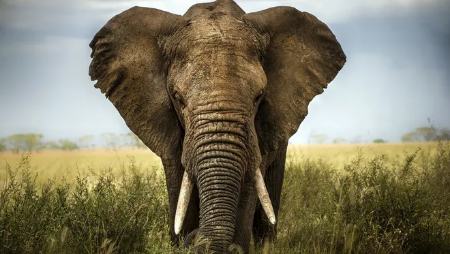 حیوانات ترسو،اخبار گوناگون،خبرهای گوناگون حیوانات ترسو،اخبار گوناگون،خبرهای گوناگون