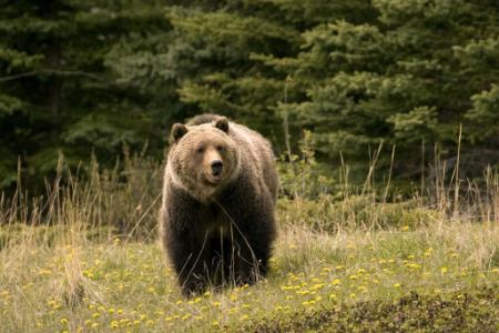 حیوانات ترسو،اخبار گوناگون،خبرهای گوناگون حیوانات ترسو،اخبار گوناگون،خبرهای گوناگون