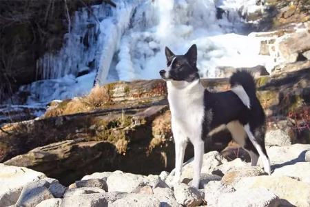 حیوانات ترسو،اخبار گوناگون،خبرهای گوناگون حیوانات ترسو،اخبار گوناگون،خبرهای گوناگون