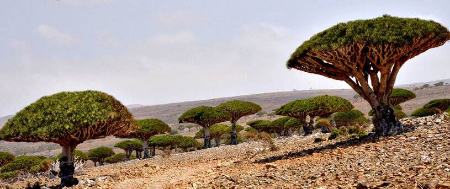درخت خونی در یمن،اخبار گوناگون،خبرهای گوناگون درخت خونی در یمن،اخبار گوناگون،خبرهای گوناگون